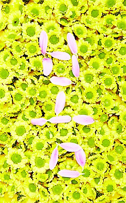 포토 JPG 스튜디오촬영 식물 문자 계절 꽃잎 꽃 분홍색 자연 실내 사람없음 단어 노란색 봄 소국 수국 국내포토 컬러 내부 생태계 파일형식