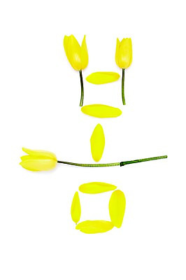 포토 JPG 스튜디오촬영 식물 문자 계절 꽃잎 꽃 줄기 자연 실내 사람없음 단어 노란색 봄 튤립 국내포토 컬러 내부 생태계 파일형식