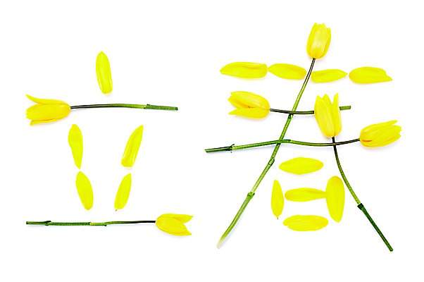 포토 JPG 스튜디오촬영 식물 문자 계절 꽃잎 꽃 줄기 자연 실내 사람없음 단어 노란색 한자 봄 튤립 입춘 국내포토 컬러 내부 절기 생태계 파일형식