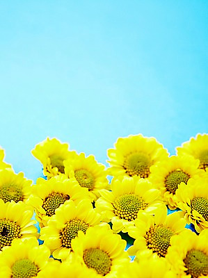 포토 JPG 스튜디오촬영 식물 계절 꽃 자연 실내 사람없음 노란색 봄 소국 국내포토 컬러 내부 생태계 파일형식