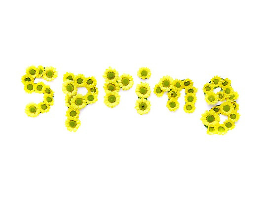 포토 JPG 스튜디오촬영 식물 알파벳 계절 꽃 자연 실내 사람없음 노란색 봄 소국 국내포토 영어 컬러 내부 생태계 파일형식