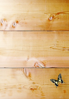 포토 JPG 스튜디오촬영 동물 한마리 계절 나비 곤충 자연 실내 사람없음 봄 나무판자 산호랑나비 국내포토 1 내부 목재 생태계 파일형식