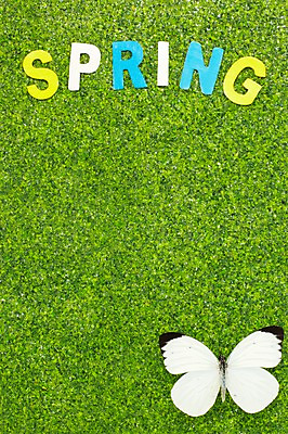 포토 JPG 스튜디오촬영 동물 한마리 알파벳 계절 나비 곤충 자연 실내 잔디 사람없음 봄 부니아에큰흰나비 국내포토 식물 1 영어 내부 생태계 파일형식