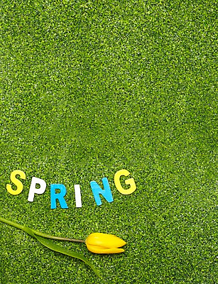 포토 JPG 스튜디오촬영 식물 알파벳 계절 꽃 자연 실내 잔디 사람없음 노란색 봄 튤립 국내포토 영어 컬러 내부 생태계 파일형식