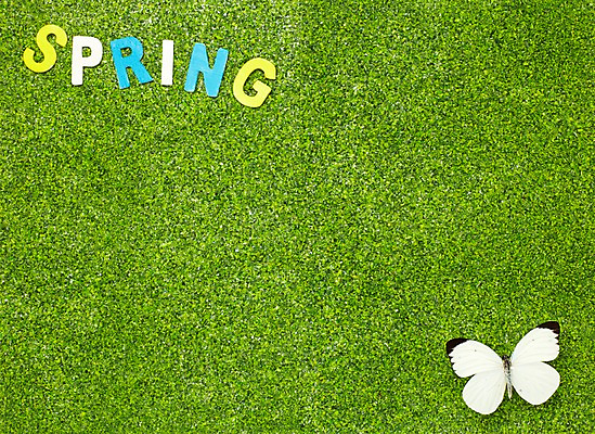 포토 JPG 스튜디오촬영 한마리 알파벳 계절 나비 곤충 자연 실내 잔디 사람없음 봄 부니아에큰흰나비 국내포토 식물 동물 1 영어 내부 생태계 파일형식