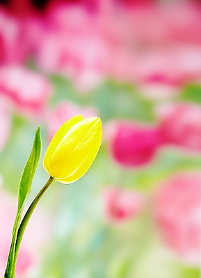 포토 JPG 스튜디오촬영 식물 계절 꽃 자연 실내 사람없음 빨간색 노란색 봄 튤립 국내포토 컬러 내부 생태계 파일형식