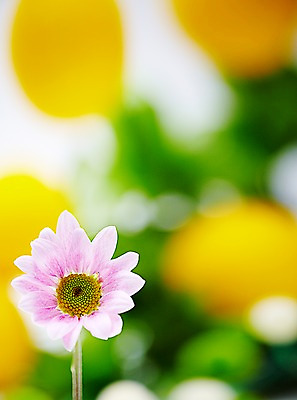 포토 JPG 스튜디오촬영 식물 계절 꽃 분홍색 자연 실내 사람없음 봄 소국 국내포토 컬러 내부 생태계 파일형식