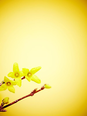 포토 JPG 스튜디오촬영 식물 계절 꽃 자연 실내 사람없음 노란색 봄 물방울 나뭇가지 개나리 국내포토 나무 컬러 내부 생태계 파일형식
