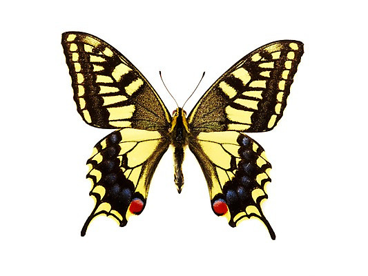 포토 JPG 스튜디오촬영 동물 한마리 계절 나비 곤충 자연 실내 사람없음 봄 산호랑나비 국내포토 1 내부 생태계 파일형식