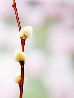 포토 JPG 스튜디오촬영 나무 식물 계절 자연 실내 사람없음 새싹 봄 나뭇가지 버드나무 순 국내포토 내부 생태계 파일형식