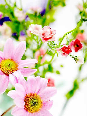 포토 JPG 스튜디오촬영 식물 계절 꽃 분홍색 자연 실내 사람없음 봄 소국 국내포토 컬러 내부 생태계 파일형식