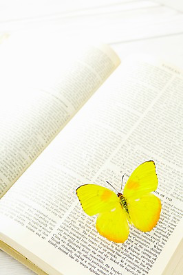 포토 JPG 스튜디오촬영 동물 한마리 계절 나비 곤충 자연 실내 사람없음 책 봄 영어책 필레아노랑나비 국내포토 1 내부 생태계 파일형식