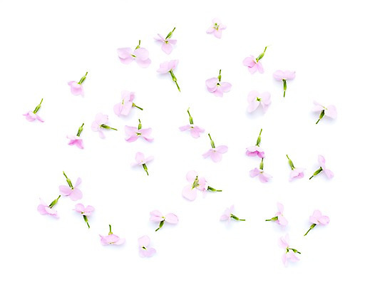 포토 JPG 스튜디오촬영 식물 계절 꽃잎 꽃 분홍색 자연 실내 사람없음 봄 수국 국내포토 컬러 내부 생태계 파일형식