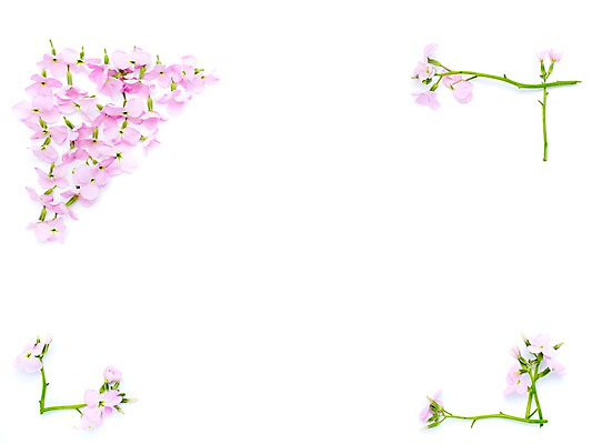 포토 JPG 스튜디오촬영 식물 계절 꽃 분홍색 자연 프레임 실내 사각틀 사람없음 봄 수국 국내포토 컬러 틀 내부 사각형 생태계 파일형식