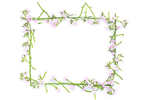 포토 JPG 스튜디오촬영 식물 계절 꽃 분홍색 자연 프레임 실내 사각틀 사람없음 봄 수국 국내포토 컬러 틀 내부 사각형 생태계 파일형식