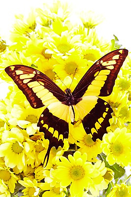 포토 JPG 스튜디오촬영 동물 한마리 계절 꽃 나비 곤충 자연 실내 사람없음 봄 소국 리코프론호랑나비 국내포토 식물 1 내부 생태계 파일형식