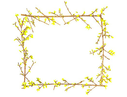 포토 JPG 스튜디오촬영 식물 계절 꽃 자연 프레임 실내 사각틀 틀 사람없음 노란색 봄 개나리 국내포토 컬러 내부 사각형 생태계 파일형식