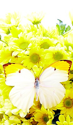 포토 JPG 스튜디오촬영 동물 한마리 계절 꽃 나비 곤충 자연 실내 사람없음 봄 소국 에니페노랑나비 국내포토 식물 1 내부 생태계 파일형식