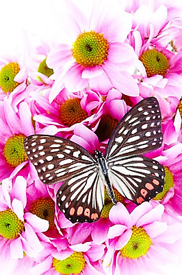 포토 JPG 스튜디오촬영 동물 한마리 계절 꽃 나비 곤충 자연 실내 사람없음 봄 소국 왕오색나비 국내포토 식물 1 내부 생태계 파일형식