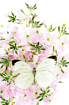 포토 JPG 스튜디오촬영 동물 한마리 계절 꽃 나비 곤충 자연 실내 사람없음 봄 수국 부니아에큰흰나비 국내포토 식물 1 내부 생태계 파일형식