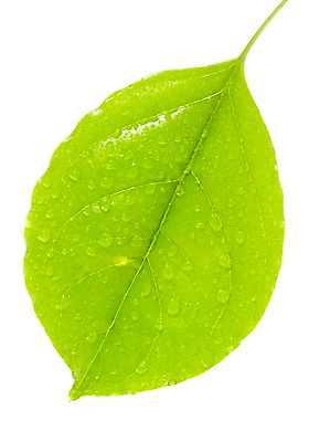 포토 JPG 스튜디오촬영 식물 계절 잎 자연 생명 실내 누끼 사람없음 라이프 봄 물방울 해피트리 국내포토 내부 생활 생태계 파일형식