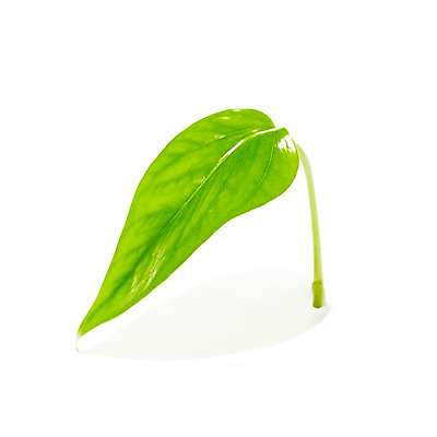 포토 JPG 스튜디오촬영 식물 계절 잎 자연 생명 실내 그림자 누끼 사람없음 라이프 봄 스킨답서스 국내포토 내부 생활 생태계 파일형식