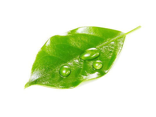 포토 JPG 스튜디오촬영 식물 계절 잎 자연 생명 실내 누끼 사람없음 라이프 봄 물방울 국내포토 내부 생활 생태계 파일형식