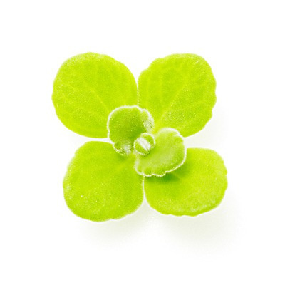 포토 JPG 스튜디오촬영 식물 계절 잎 자연 생명 실내 누끼 사람없음 라이프 봄 장미허브 국내포토 내부 생활 허브 생태계 파일형식