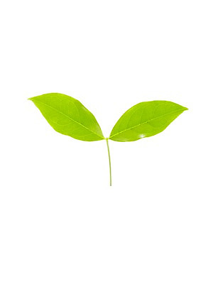 포토 JPG 스튜디오촬영 식물 계절 잎 자연 생명 실내 누끼 사람없음 라이프 새싹 봄 국내포토 내부 생활 생태계 파일형식