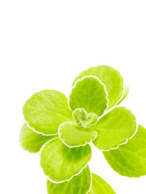 포토 JPG 스튜디오촬영 식물 계절 잎 자연 생명 실내 누끼 사람없음 라이프 봄 장미허브 국내포토 내부 생활 허브 생태계 파일형식