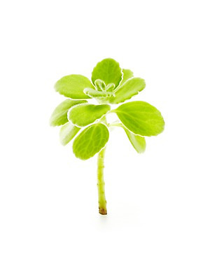 포토 JPG 스튜디오촬영 식물 계절 잎 자연 생명 실내 누끼 사람없음 라이프 봄 장미허브 국내포토 내부 생활 허브 생태계 파일형식