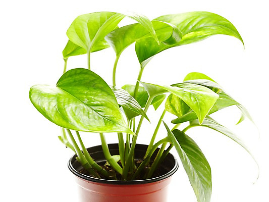 포토 JPG 스튜디오촬영 식물 계절 화분 화초 잎 자연 생명 실내 누끼 사람없음 라이프 봄 원예식물 스킨답서스 국내포토 내부 생활 생태계 파일형식