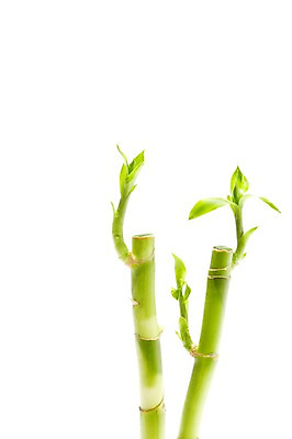 포토 JPG 스튜디오촬영 식물 계절 화초 잎 자연 생명 실내 누끼 사람없음 라이프 봄 개운죽 국내포토 내부 생활 대나무 생태계 파일형식