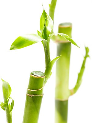 포토 JPG 스튜디오촬영 식물 계절 화초 잎 자연 생명 실내 누끼 사람없음 라이프 봄 개운죽 국내포토 내부 생활 대나무 생태계 파일형식