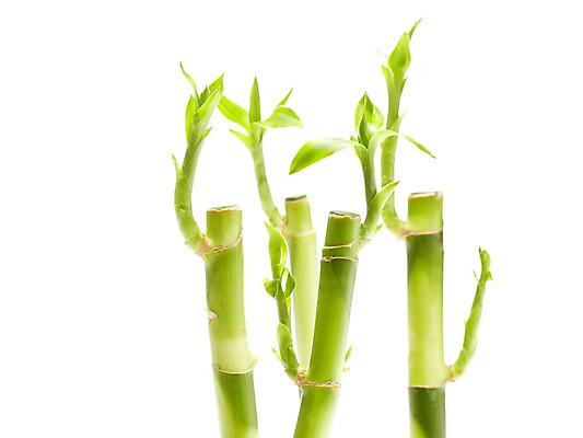 포토 JPG 스튜디오촬영 식물 계절 화초 잎 자연 생명 실내 누끼 사람없음 라이프 봄 개운죽 국내포토 내부 생활 대나무 생태계 파일형식