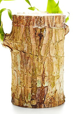 포토 JPG 스튜디오촬영 식물 계절 화초 잎 자연 생명 실내 누끼 사람없음 라이프 봄 원예식물 행운목 국내포토 내부 생활 생태계 파일형식