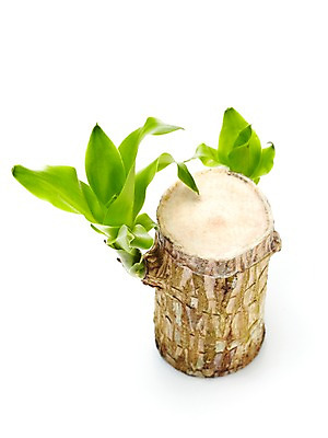 포토 JPG 스튜디오촬영 식물 계절 화초 잎 자연 생명 실내 누끼 사람없음 라이프 봄 원예식물 행운목 국내포토 내부 생활 생태계 파일형식