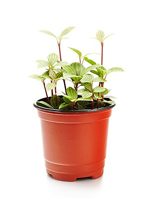 포토 JPG 스튜디오촬영 식물 계절 화분 화초 잎 자연 생명 실내 누끼 사람없음 라이프 봄 원예식물 줄리아페페 국내포토 내부 생활 생태계 파일형식