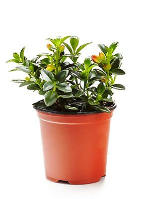 포토 JPG 스튜디오촬영 식물 계절 화분 화초 잎 자연 생명 실내 누끼 사람없음 라이프 봄 원예식물 네마탄서스 국내포토 내부 생활 생태계 파일형식