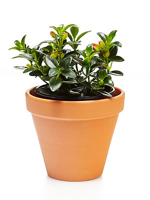 포토 JPG 스튜디오촬영 식물 계절 화분 화초 잎 자연 생명 실내 누끼 사람없음 라이프 봄 원예식물 네마탄서스 국내포토 내부 생활 생태계 파일형식