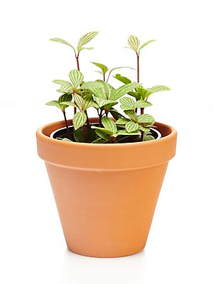 포토 JPG 스튜디오촬영 식물 계절 화분 화초 잎 자연 생명 실내 누끼 사람없음 라이프 봄 원예식물 줄리아페페 국내포토 내부 생활 생태계 파일형식