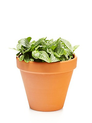 포토 JPG 스튜디오촬영 식물 계절 화분 화초 잎 자연 생명 실내 누끼 사람없음 라이프 봄 원예식물 피토니아 국내포토 내부 생활 생태계 파일형식