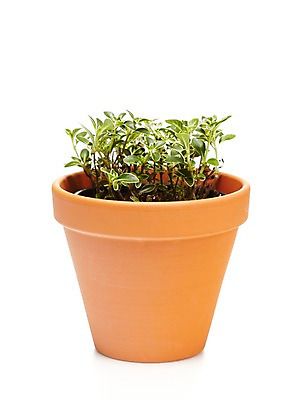 포토 JPG 스튜디오촬영 식물 계절 화분 화초 잎 자연 생명 실내 누끼 사람없음 라이프 봄 원예식물 국내포토 내부 생활 생태계 파일형식