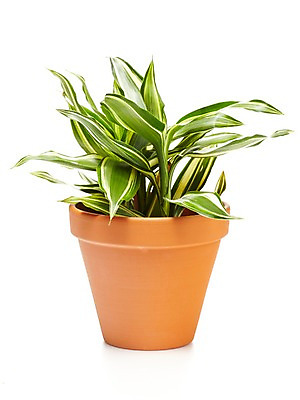 포토 JPG 스튜디오촬영 식물 계절 화분 화초 잎 자연 생명 실내 누끼 사람없음 라이프 봄 원예식물 빅토리아 국내포토 내부 생활 생태계 파일형식