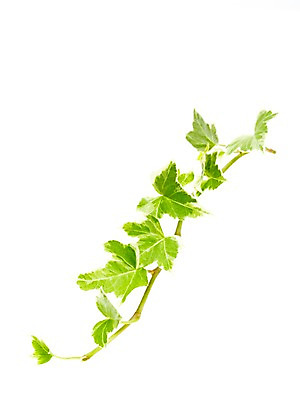 포토 JPG 스튜디오촬영 식물 계절 잎 자연 생명 실내 누끼 사람없음 라이프 봄 덩굴 아이비 국내포토 내부 생활 생태계 파일형식