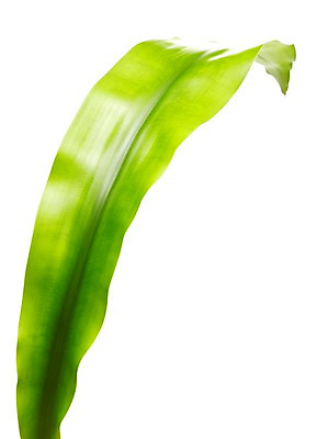 포토 JPG 스튜디오촬영 식물 계절 잎 자연 생명 실내 누끼 사람없음 라이프 봄 국내포토 내부 생활 생태계 파일형식