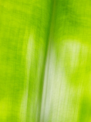 포토 JPG 스튜디오촬영 식물 계절 백그라운드 잎 자연 생명 실내 근접촬영 사람없음 라이프 봄 국내포토 뷰포인트 내부 생활 생태계 파일형식