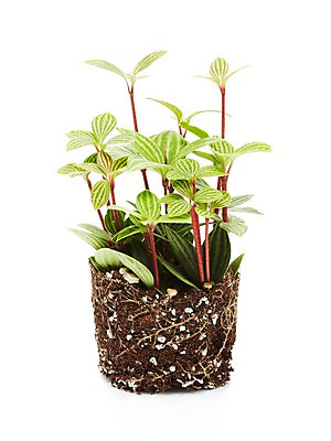 포토 JPG 스튜디오촬영 식물 계절 화분 화초 잎 자연 생명 실내 누끼 사람없음 라이프 흙 봄 원예식물 줄리아페페 국내포토 내부 생활 생태계 파일형식