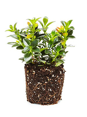 포토 JPG 스튜디오촬영 식물 계절 화분 화초 잎 자연 생명 실내 누끼 사람없음 라이프 흙 봄 네마탄서스 빅토리아 국내포토 내부 생활 생태계 파일형식