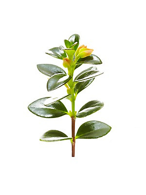 포토 JPG 스튜디오촬영 식물 계절 화초 잎 자연 생명 실내 누끼 사람없음 라이프 봄 네마탄서스 국내포토 내부 생활 생태계 파일형식